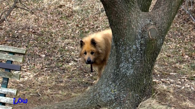 03.2015 - Baumversteck